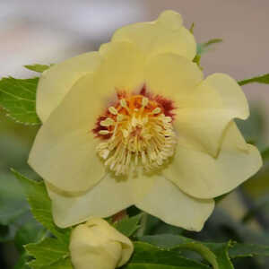 HELLEBORUS orientalis 'Super Yellow'