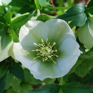 HELLEBORUS orientalis 'White Lady''