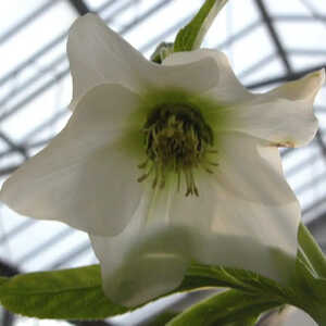 HELLEBORUS orientalis simple Mix (trait rouge)