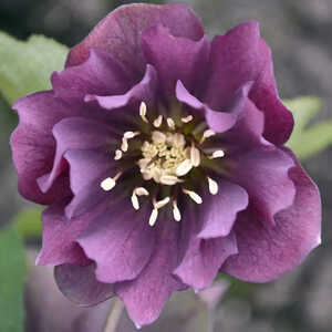 HELLEBORUS orientalis 'Double Red'