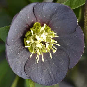 HELLEBORUS orientalis 'Slaty Blue'