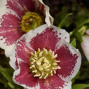 HELLEBORUS orientalis 'White Spotted Lady'