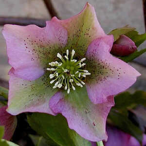 HELLEBORUS orientalis simple mix C1L