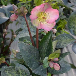 HELLEBORUS 'Penny's Pink'