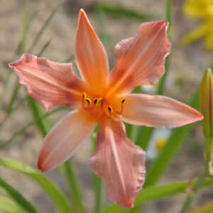 HEMEROCALLIS 'Accepted Dare'