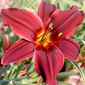 HEMEROCALLIS 'American Revolution'