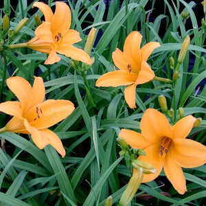 HEMEROCALLIS 'Aten'