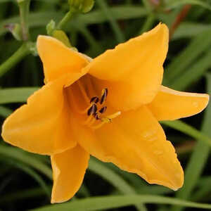 HEMEROCALLIS 'August Orange'