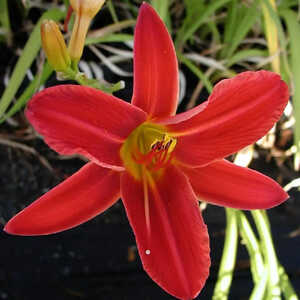 HEMEROCALLIS 'Autumn Red'