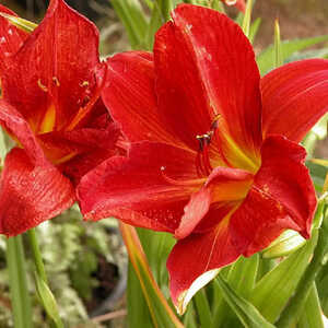 HEMEROCALLIS 'Campfire Ambers'