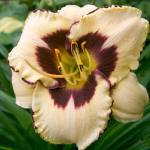 HEMEROCALLIS 'Canadian Border Patrol'