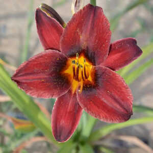 HEMEROCALLIS 'Chocolate Candy'