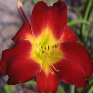 HEMEROCALLIS 'Cherry Festival'