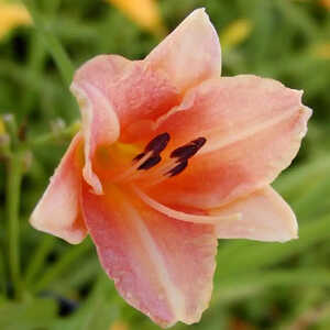 HEMEROCALLIS 'Children's Festival'