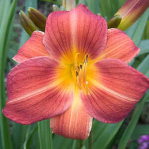 HEMEROCALLIS 'Chicago Fire'