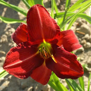 HEMEROCALLIS 'Chicago Rosy'