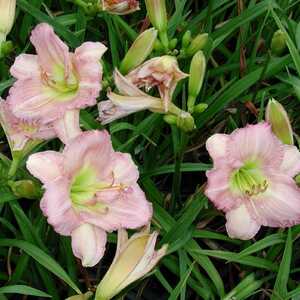 HEMEROCALLIS 'Cindy Marie'
