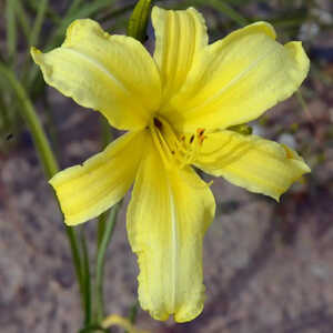 HEMEROCALLIS citrina