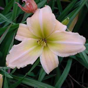 HEMEROCALLIS 'Clarence Simon'