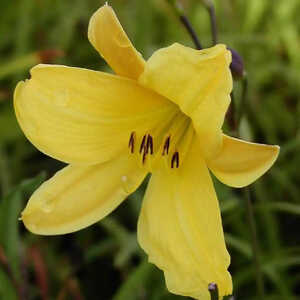 HEMEROCALLIS 'Corky'