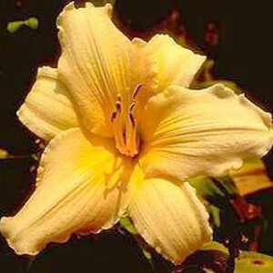 HEMEROCALLIS 'Comédienne'