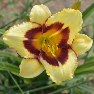 HEMEROCALLIS 'El Desperado'