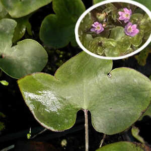 HEPATICA nobilis