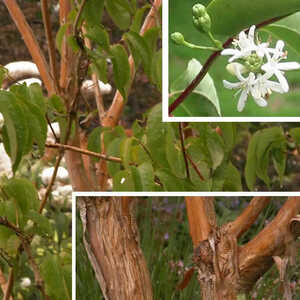 HEPTACODIUM miconioides