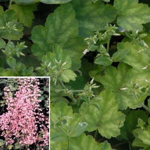 HEUCHERELLA alba 'Bridget Bloom'