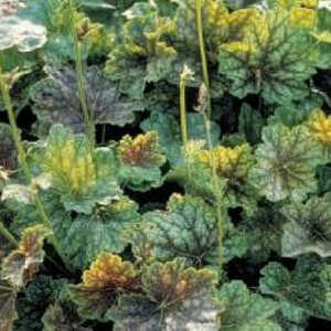 HEUCHERA americana 'Dale's Strain'