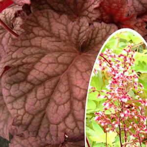 HEUCHERA 'Berry Smoothie'®