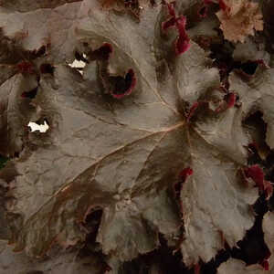 HEUCHERA 'Black Beauty'®