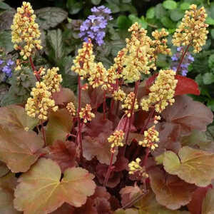 HEUCHERA 'Blondie' (Little Cutie Series)®