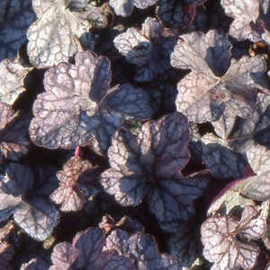 HEUCHERA 'Cascade Dawn'