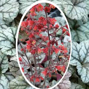 HEUCHERA 'Cinnabar Silver'