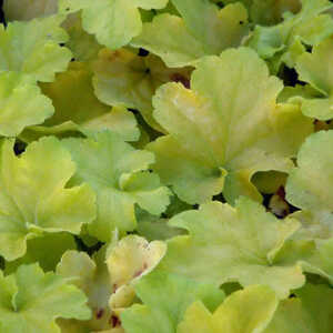 HEUCHERA 'Citronelle'®