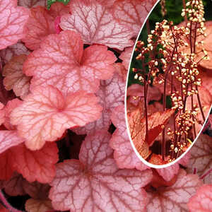 HEUCHERA 'Georgia Peach'