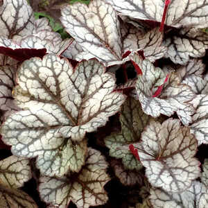 HEUCHERA 'Glitter'