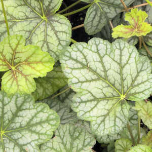 HEUCHERA 'Green Spice'