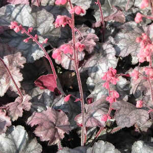 HEUCHERA 'Hollywood'