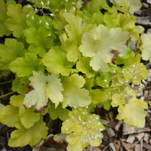 HEUCHERA 'Lime Marmalade'®