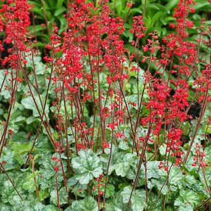 HEUCHERA 'Lipstick'