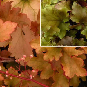 HEUCHERA 'Marmalade'®