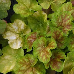 HEUCHERA 'Miracle'®