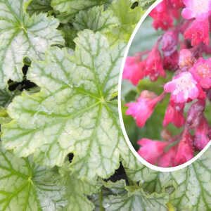 HEUCHERA 'Paris'®