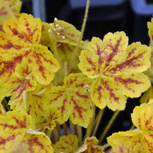 HEUCHERELLA 'Stoplight' ®