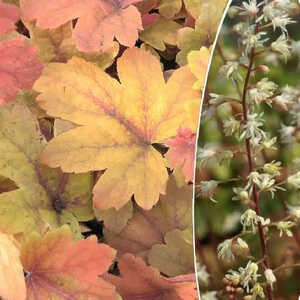 HEUCHERELLA 'Sweet Tea'®