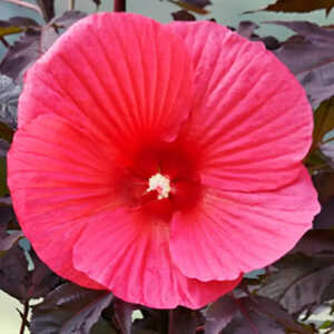 HIBISCUS moscheutos 'Carrousel Red Wine'