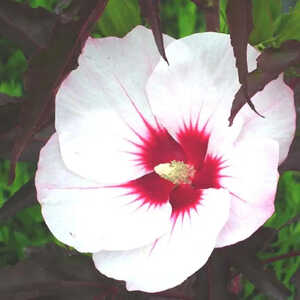 HIBISCUS moscheutos 'Jolly Heart'