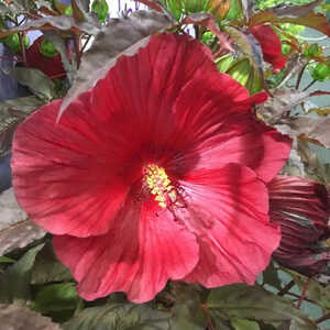 HIBISCUS moscheutos 'Midnight Marvel'